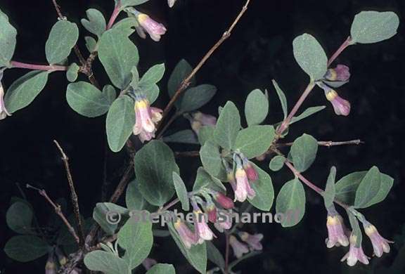 symphoricarpos rotundifolius 2 graphic